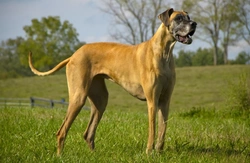 CNM Testing in Great Dane & Labrador Retriever Dogs