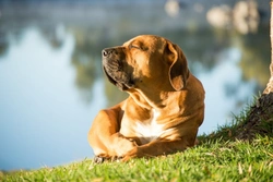 5 Common Myths About Dogs and Hot Weather Debunked UK 2025