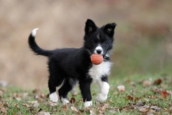 Why Are Many Border Collies Sensitive to Ivermectin?