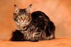 Cat Breeds That Think and Act More Like Dogs