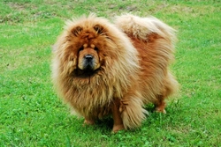 Complete Guide to Grooming the Chow Chow Coat