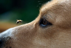 How to Manage Bee & Wasp Stings in Dogs Safely
