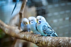 25 Fascinating Budgie Facts and Expert Care Tips 2025