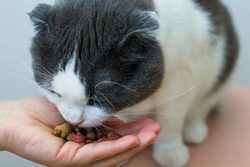 Por qué los gatos no ven las golosinas justo delante de sus narices