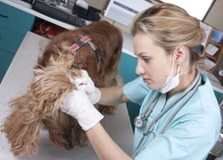 Alopecia in Dogs: Causes, Diagnosis & What To Do