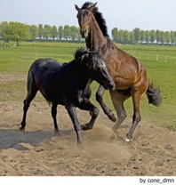 El comportamiento social de los animales domésticos