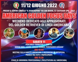 Il Golden Retriever di linea americana a Casteggio l'11 e 12 Giugno