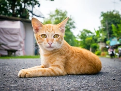 6 Interesting Facts About Ginger Cats You Should Know