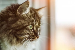 Choosing a New Home with Your Cat in Mind: Key Tips