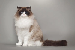 10 Fascinating Facts About Ragdoll Cats You Should Know
