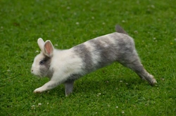 Ten great ideas to help your rabbit stay fit