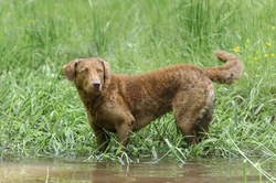 Comprehensive Guide to Chesapeake Bay Retriever Hereditary Health