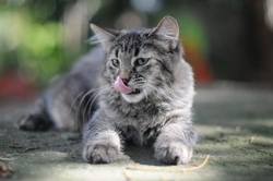 Top 5 Rare UK Cat Breeds Unrecognised by GCCF 2025