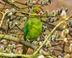 Pappagallo Parrocchetto monaco e dal collare: prezzo info e consigli