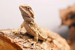 Digestive Disorders in Reptiles: Symptoms and Treatments
