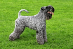 Kerry Blue Terrier Health & Lifespan: Hereditary Issues Explained