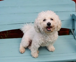 Immune-Mediated Thrombocytopenia in Dogs: Symptoms & Treatment