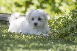 Liver Shunt Screening for Puppies: Early Detection Guide