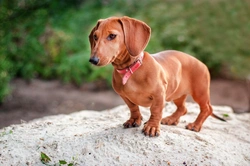 Effectiveness of Surgery for Intervertebral Disc Disease in Dachshunds