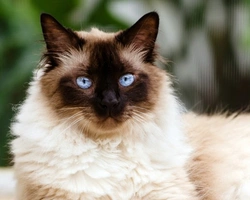 Complete Guide: Top Grooming Tips for Your Himalayan Cat