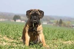 Bullmastiff Health and Temperament: Essential Guide 2025