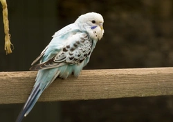 Mites and Parasites in Birds: Causes, Symptoms & Treatment