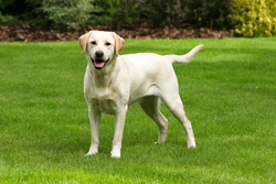 Retinal dysplasia (RD) & oculo skeletal dysplasia (OSD) DNA testing for Labrador retrievers