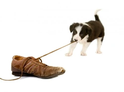 Caring for Your Pet During Economic Hardship