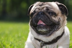 Brachycephalic Dogs and Stenotic Nares: Breathing Issues Explained
