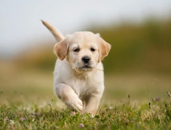 What Golden Retriever Owners Need To Know About Ectopic Ureter