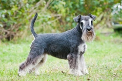5 Fascinating Schnauzer Dog Breed Facts for UK Owners