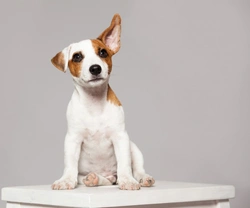 Why Does My Puppy Tilt Their Head? Causes & Care Tips