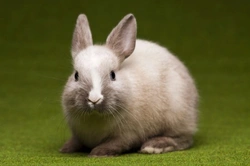 Five Most Common Rabbit Health Problems and How to Spot Them
