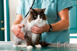 Getting the Most from Your Vet Visits: Essential Tips