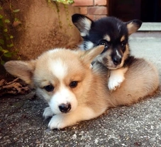 La scelta della razza, un impegno davvero importante!