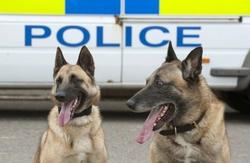 How Police and Military Dogs Bond with Handlers