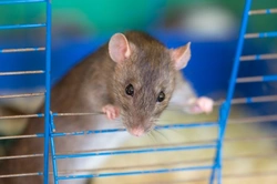 Rats - Bucks or Does? Choosing Your Pet Rat