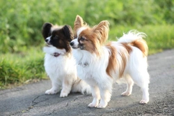 7 Cooler Places to Walk Your Dog in Summer Heat