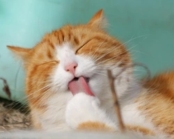 Ecco perché i gatti non fanno i dispetti