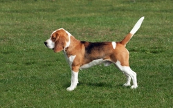 Factor VII Deficiency in Dogs: Causes, Breeds & Testing