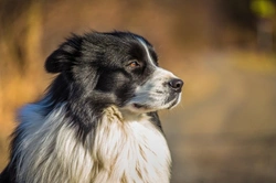 Are Border Collies Good Family Dogs? Complete Guide