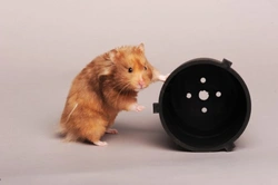 Fun Hamster Facts: 25+ Fascinating Pet Insights