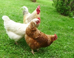 What You Need to Know About Keeping Chickens Safely