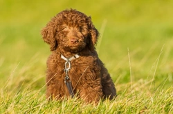 Labradoodle or Goldendoodle: Which is the Best Medium/Large Pet?