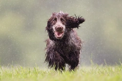 Top Tips to Keep Your Dog Entertained in Awful Weather