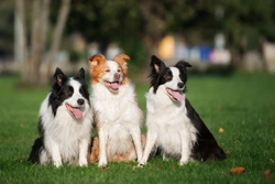 Sensory Neuropathy DNA Testing for Border Collies
