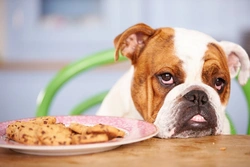How Dangerous Is Chocolate to Dogs? Understanding Risks & Care