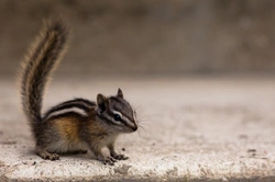 Fun Interesting Facts About Chipmunks: Care & Traits Guide