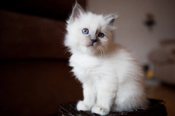 10 Interesting Facts About Birman Cats for UK Kitten Buyers