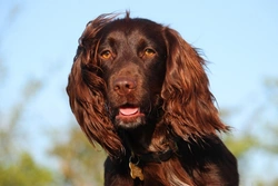 Why Cocker Spaniels Are Prone to Ear Infections: Causes & Care